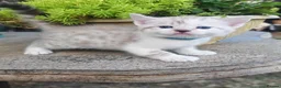 Mixed Breed cats for sale: Bengal mix  - Advert 7