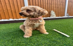 Cavapoochon dogs for sale: Cavapoochon for Re-homing 🐾💕 - Advert 3