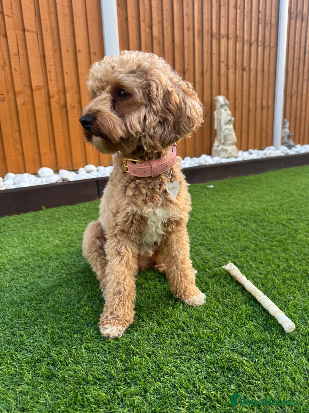 Cavapoochon dogs for sale: Cavapoochon for Re-homing 🐾💕 - Advert 3