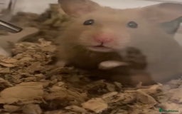 Hamster rodents for sale: Syrian hamster with bucatstate cage  - Image 2