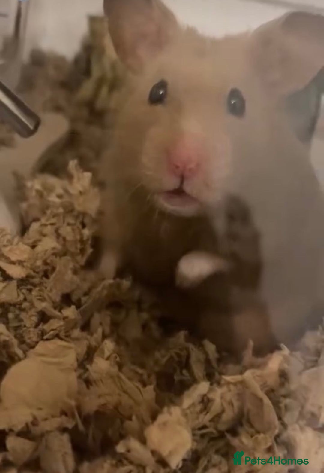 Hamster rodents for sale: Syrian hamster with bucatstate cage  - Image 2