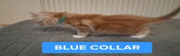 Maine Coon cats for sale: 3 GINGER MAINE COON  KITTENS in Wolverhampton - Advert 7