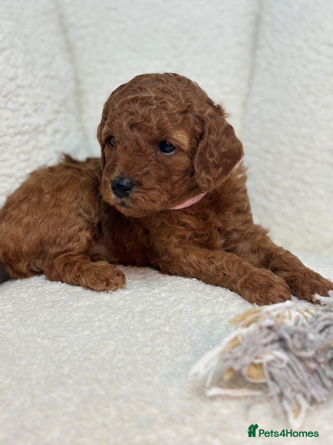 Goldendoodle dogs for sale: Red MINI Goldendoodle Puppies Hypoallergenic & DNA - Advert 19