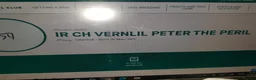 Pomeranian dogs for sale: Pomeranian puppies ready now - Advert 31