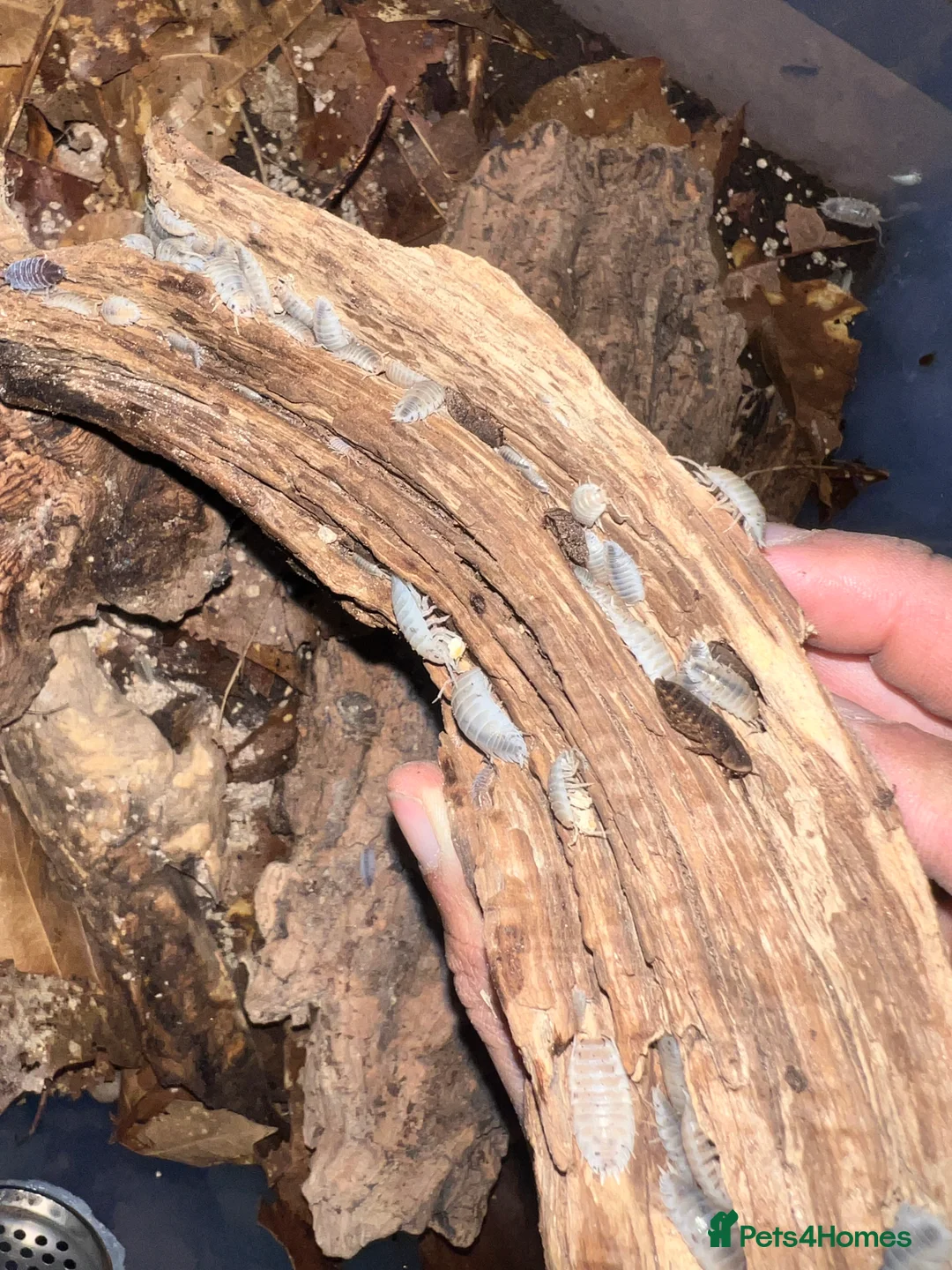 Frog reptiles for sale: Snow White Isopods (Porcellio Laevis) - Advert 3