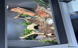 Bearded Dragon reptiles for sale: Bearded dragon and full setup for sale - Image 1