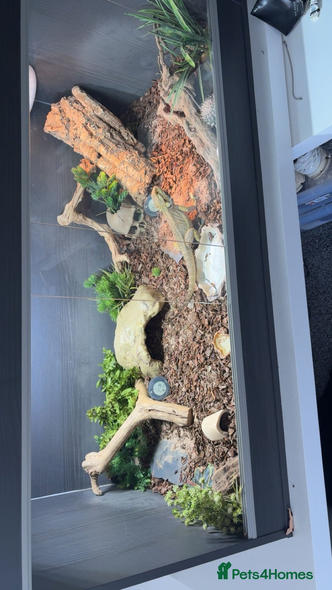 Bearded Dragon reptiles for sale: Bearded dragon and full setup for sale - Image 1
