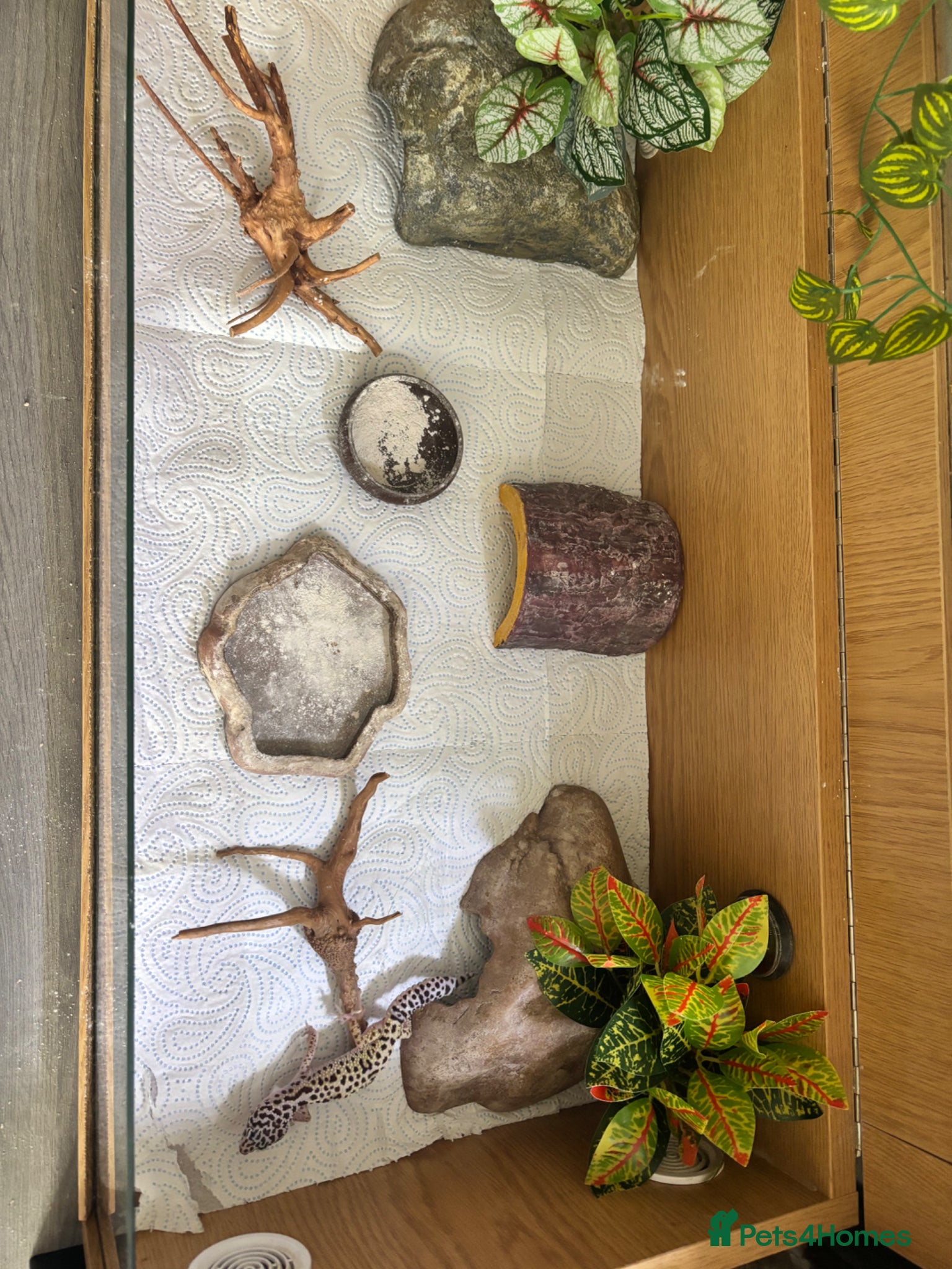 Leopard Gecko reptiles Leopard gecko  - Advert 2