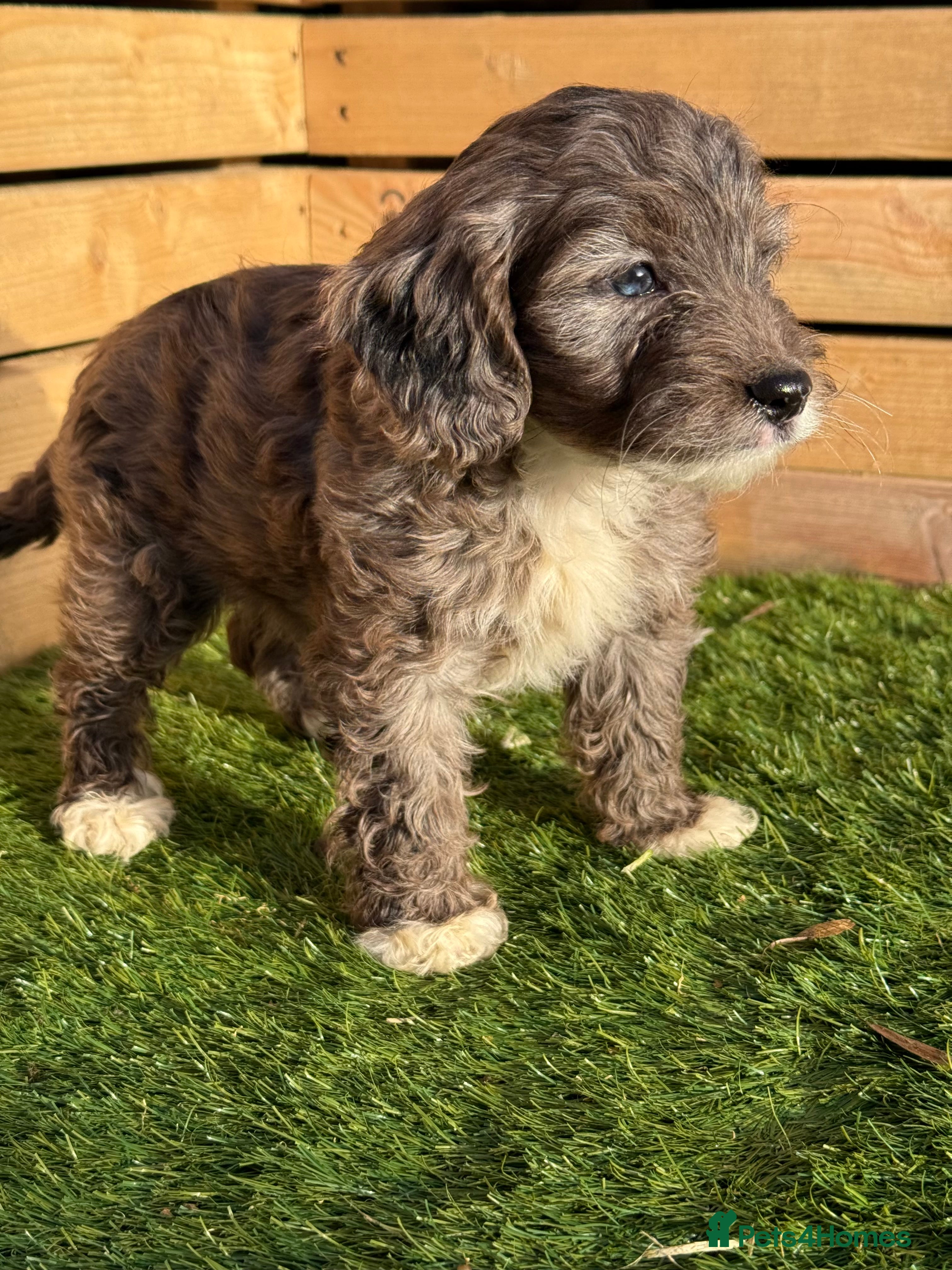 Cockapoo dogs STUNNING F1B TOY COCKAPOO’S - Advert 3