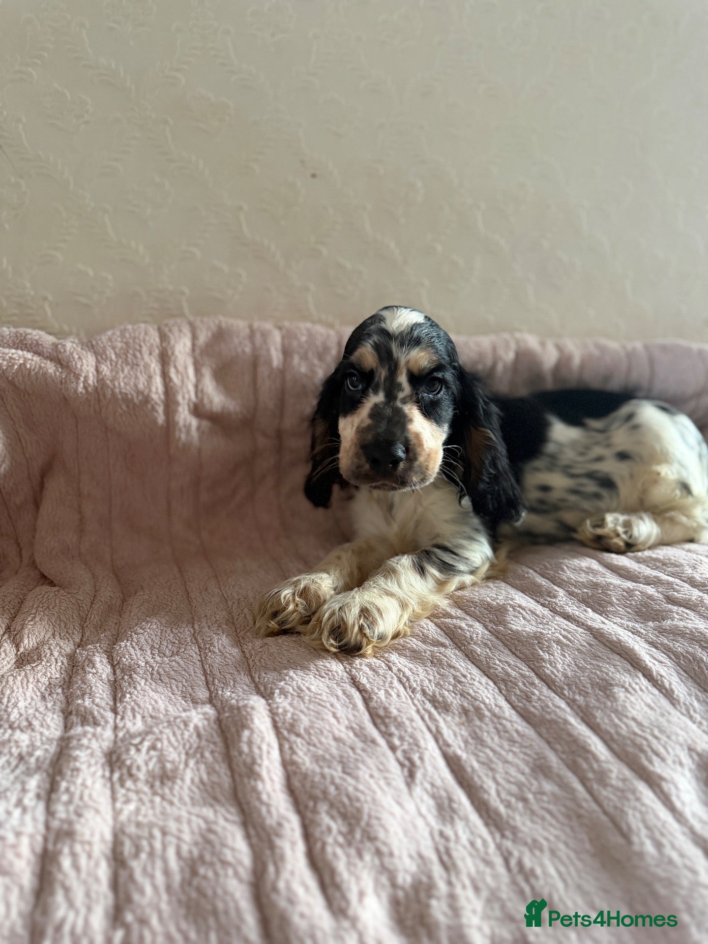 Cocker Spaniel dogs KC Ticked Show type cocker Spaniel READY NOW  - Advert 6