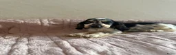 Cocker Spaniel dogs for sale: KC Ticked Show type cocker Spaniel READY NOW  - Advert 17