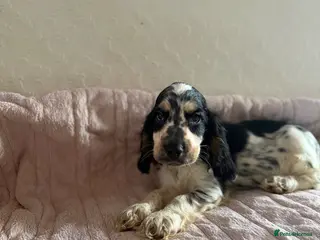 Cocker Spaniel dogs KC Ticked Show type cocker Spaniel READY NOW - Advert 6