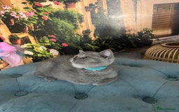 British Shorthair cats for sale: Beautiful British shorthair kittens 🐱 🥰 - Advert 35