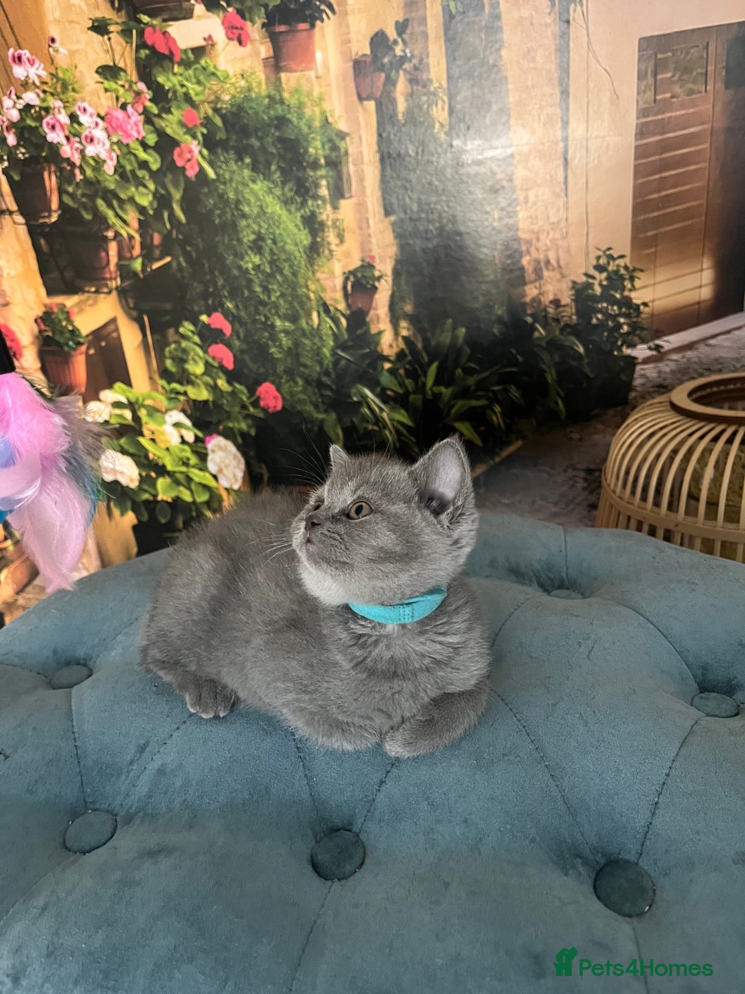 British Shorthair cats for sale: Beautiful British shorthair kittens 🐱 🥰 - Advert 35