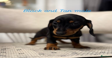 Miniature Dachshund dogs - Advert 6