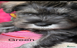 Miniature Schnauzer dogs for sale: Adorable miniature schnauzers  - Image 6