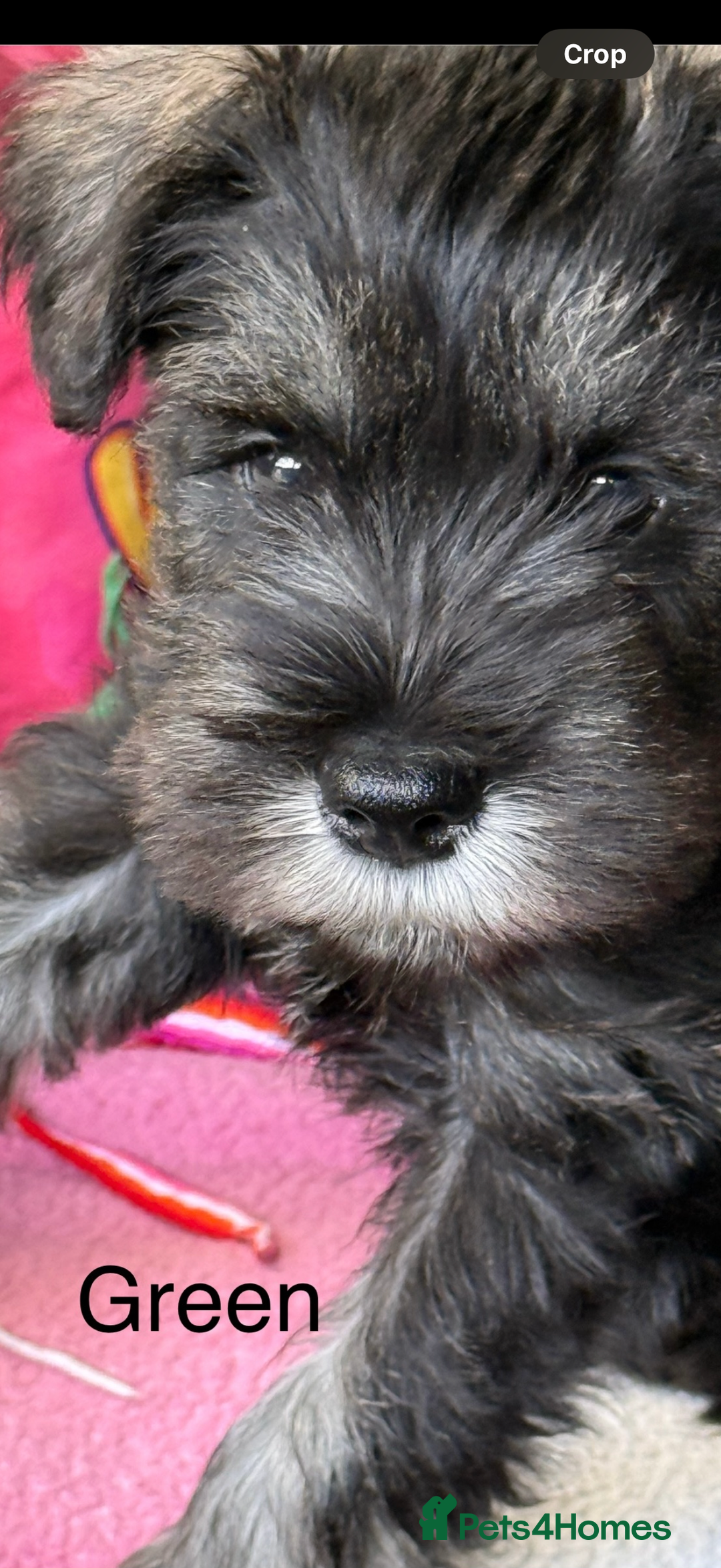 Miniature Schnauzer dogs for sale: Adorable miniature schnauzers  - Image 6