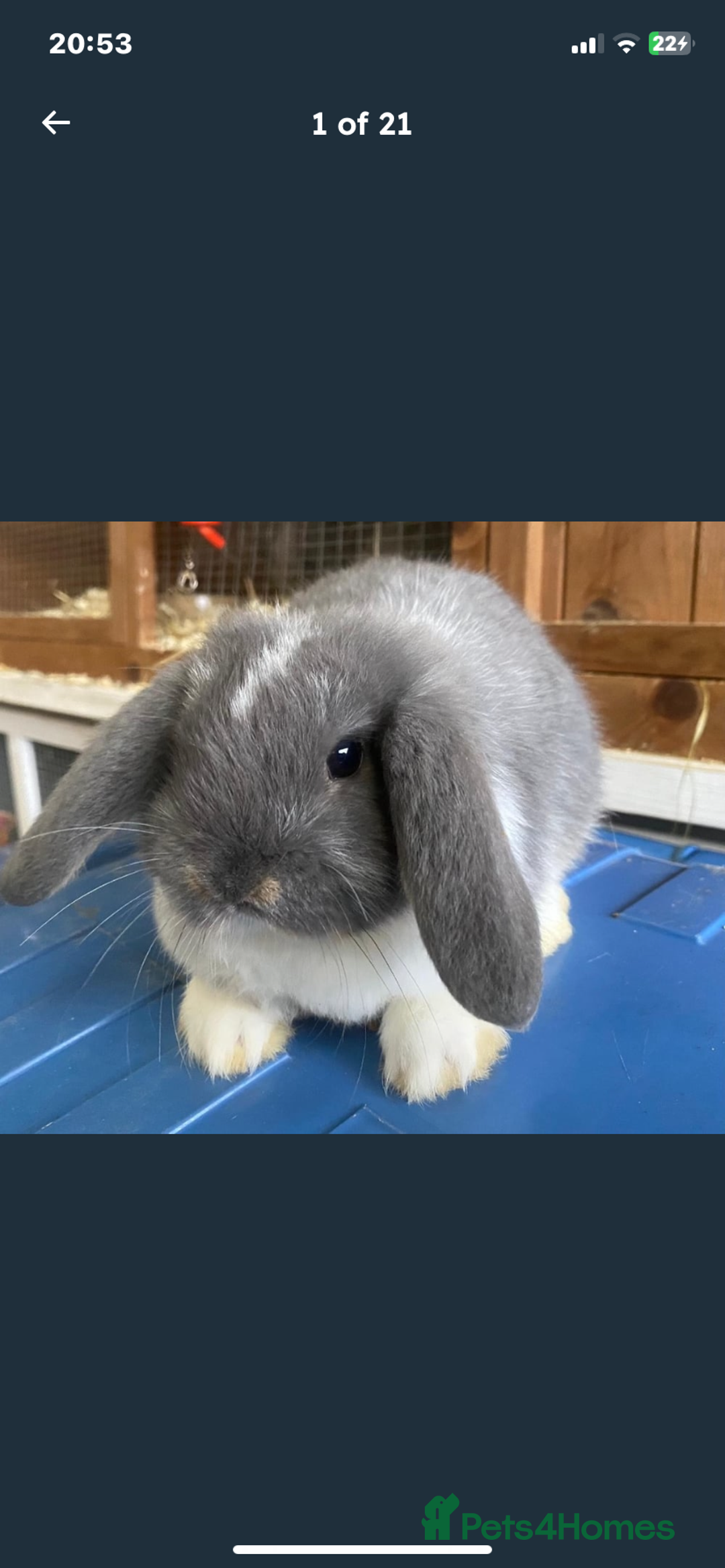 Mini Lop rabbits for sale: Stunning babies various ages vaccinated  - Advert 31