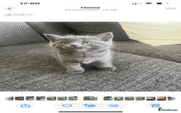 British Shorthair cats for sale: Healthy playful adorable kittens. - Image 10