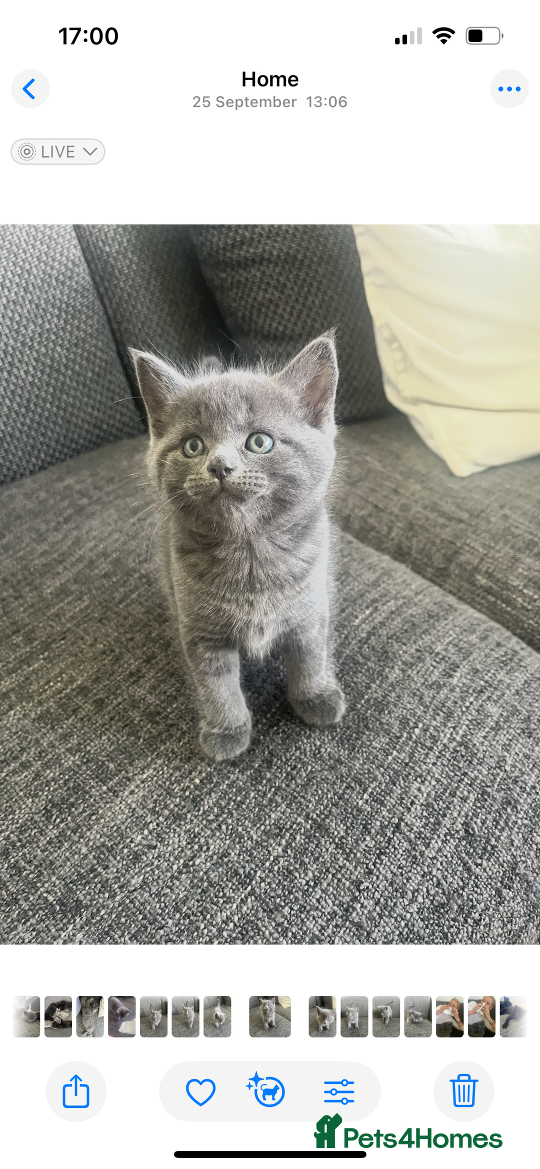 British Shorthair cats for sale: Healthy playful adorable kittens. - Image 10