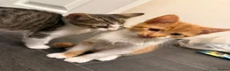 Mixed Breed cats for sale: Kittens looking for new home - Advert 8