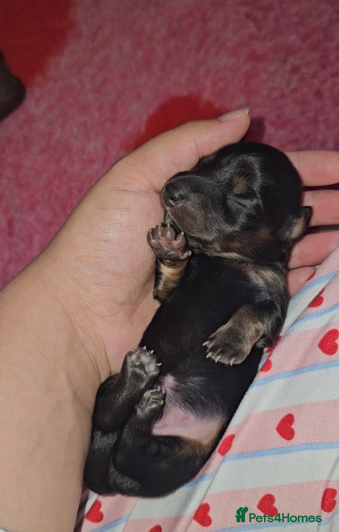 Miniature Dachshund dogs 6 miniature dachshund puppies  - Advert 10