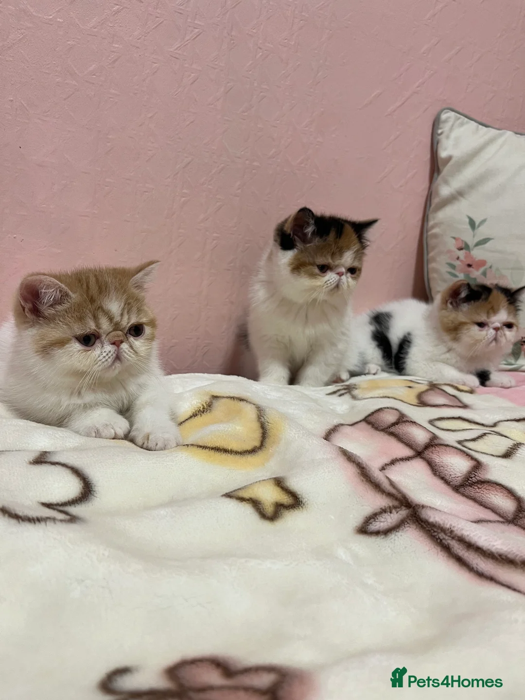 Exotic cats for sale: Exotic kittens  - Advert 9