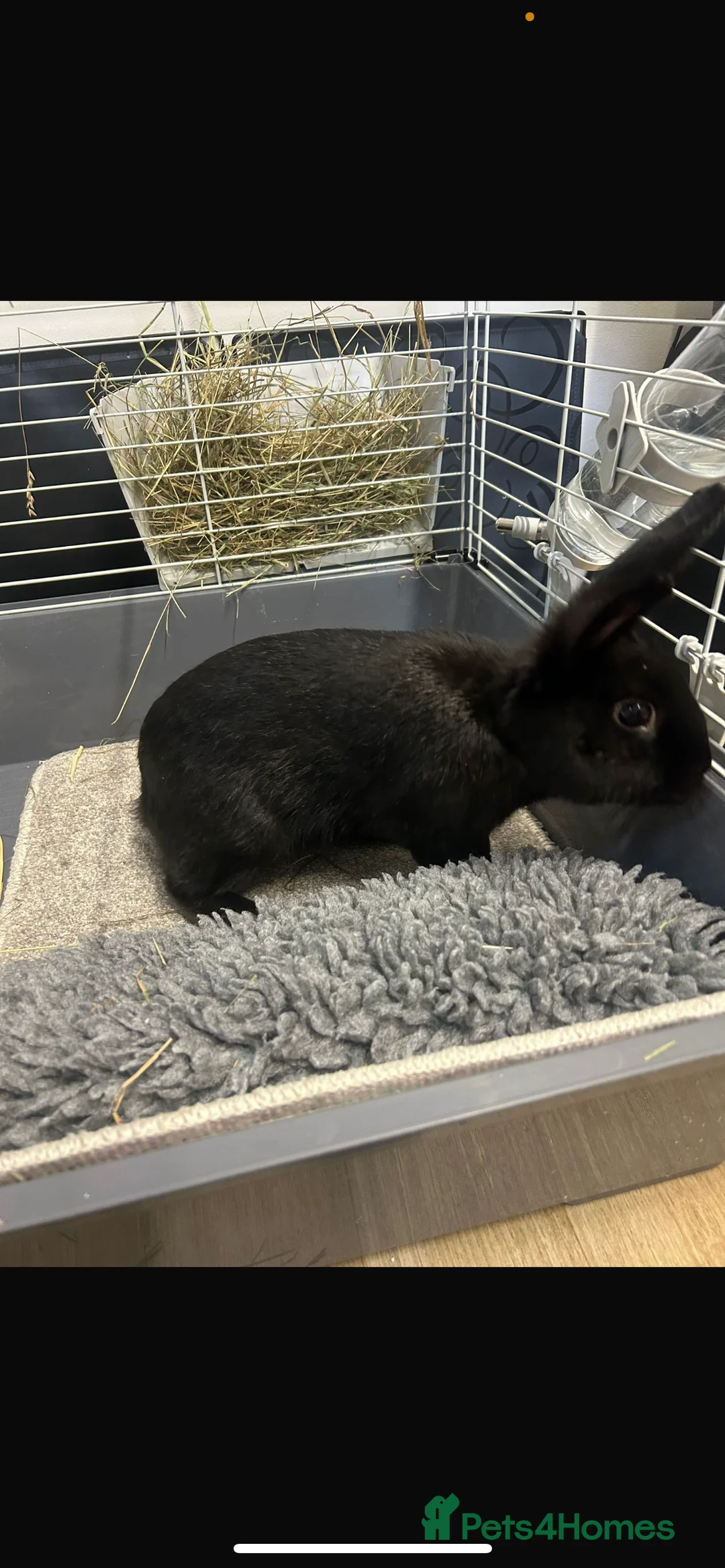 Rex rabbits for sale: Rex rabbit  in Birmingham - Advert 1