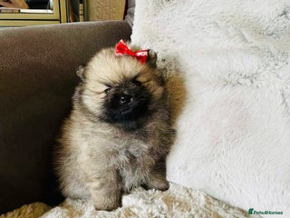 Pomeranian dogs - Advert 2