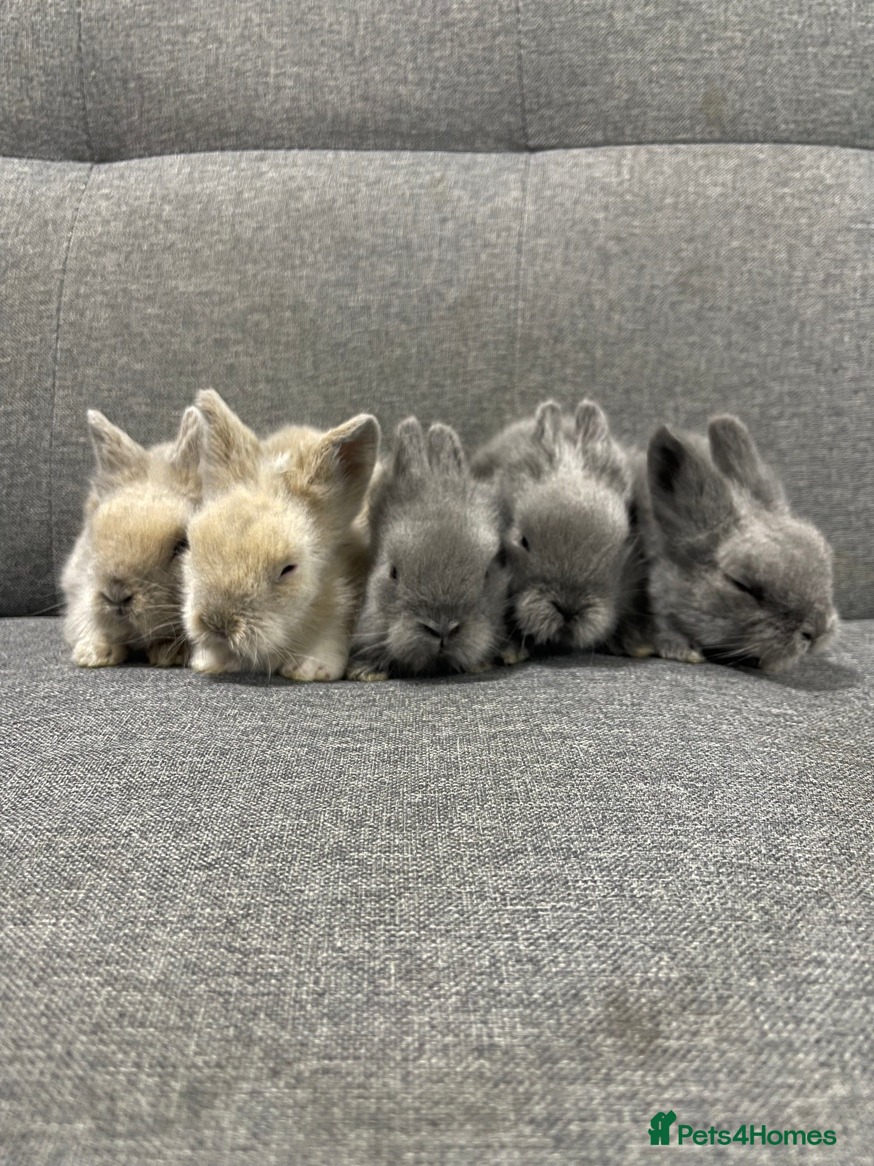 Lionhead rabbits Adorable Lionhead bunnies - Advert 22