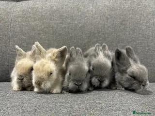 Lionhead rabbits Adorable Lionhead bunnies - Advert 22