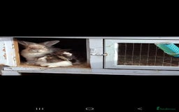 Lionhead rabbits for sale: Beautiful Female LionheadLop-URGENT - Advert 3