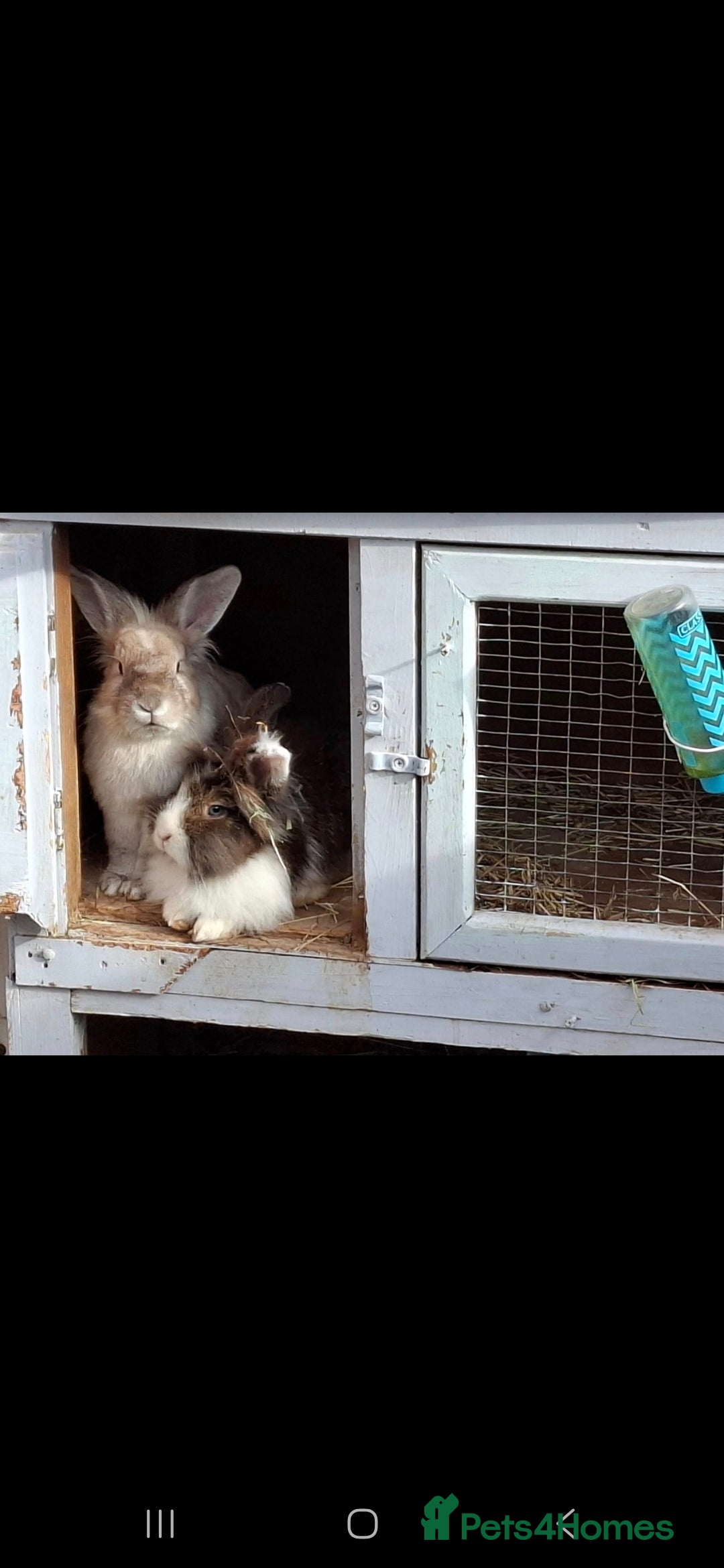 Lionhead rabbits for sale: Beautiful Female LionheadLop-URGENT - Advert 3