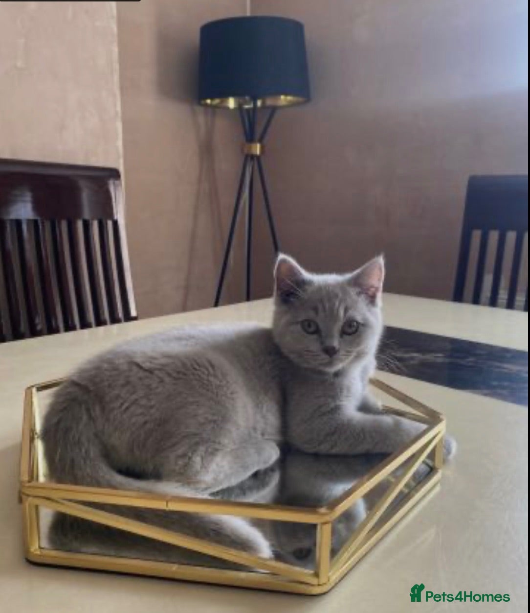 British Shorthair cats Cute British short hair female  - Advert 3
