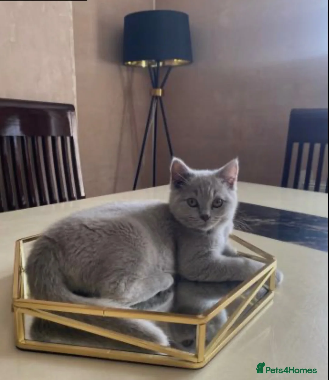 British Shorthair cats for sale: Cute British short hair female  in Stanmore - Advert 1