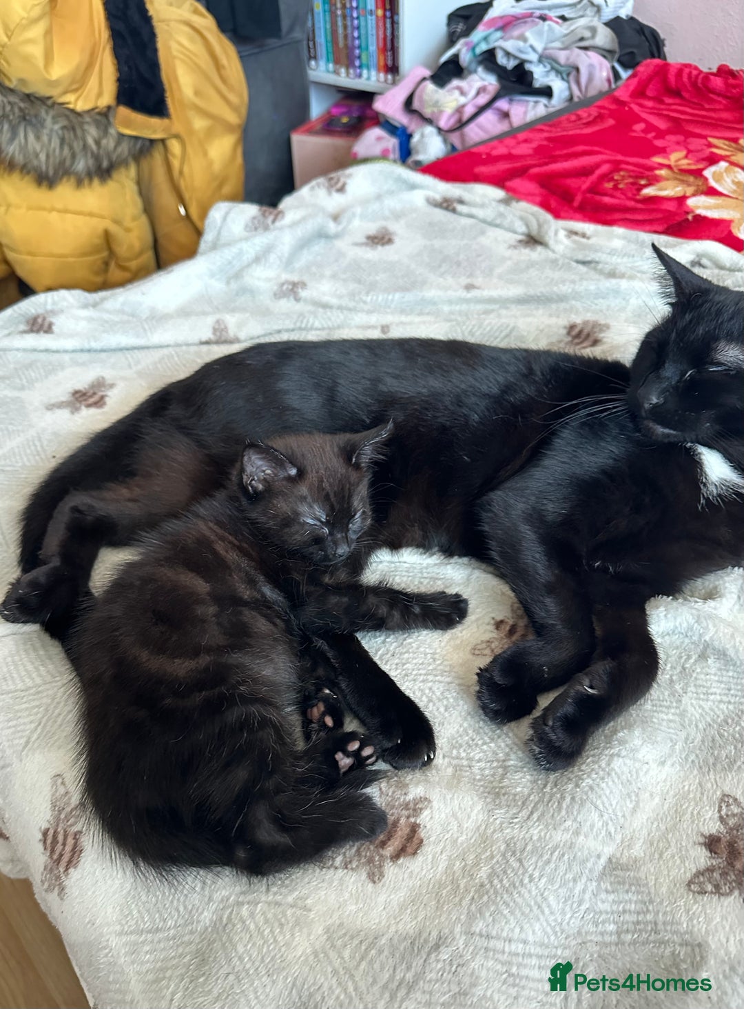 Mixed Breed cats for sale: Playful baby boy for sale - Advert 7