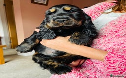 Cocker Spaniel dogs for sale: Top quality fully health tested show cocker pups - Image 15