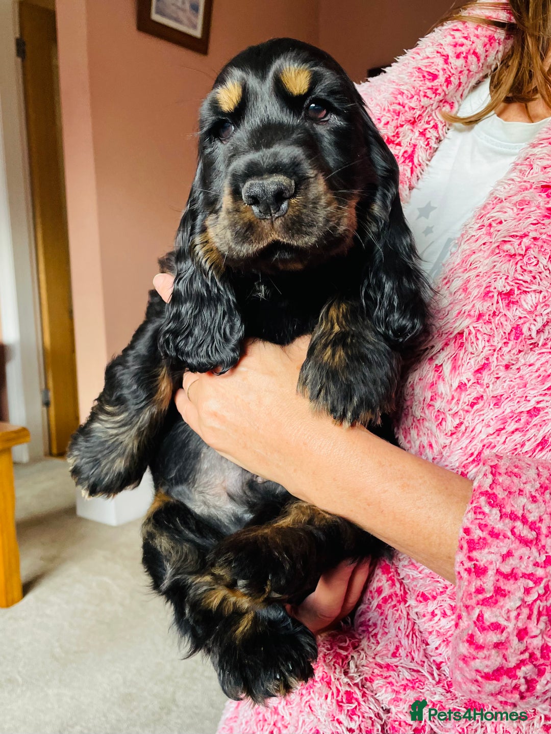 Cocker Spaniel dogs for sale: Top quality fully health tested show cocker pups - Image 15