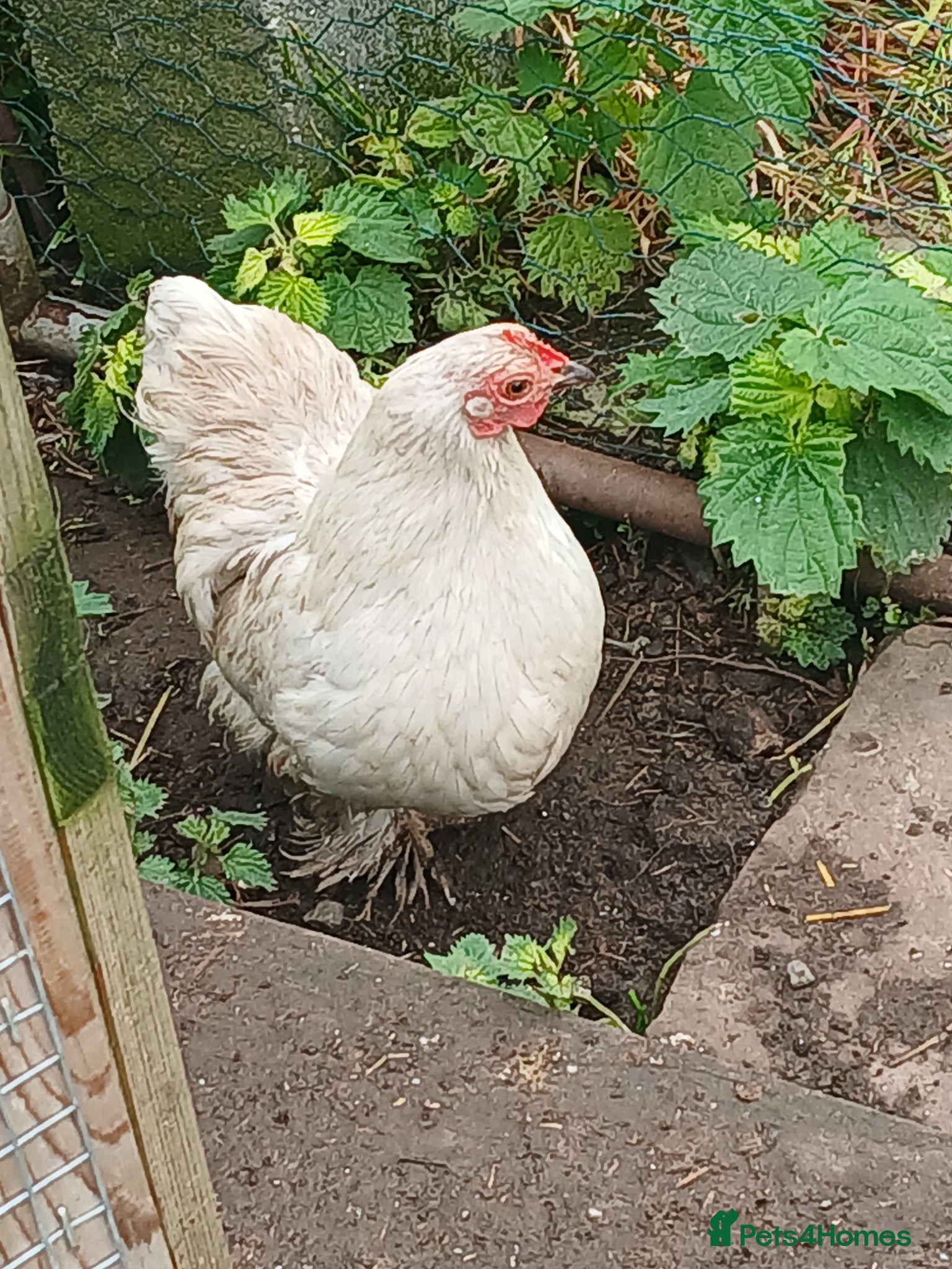 Chickens poultry Female pekin bantam  - Advert 1