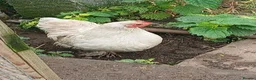 Chickens poultry for sale: Female pekin bantam  - Advert 1
