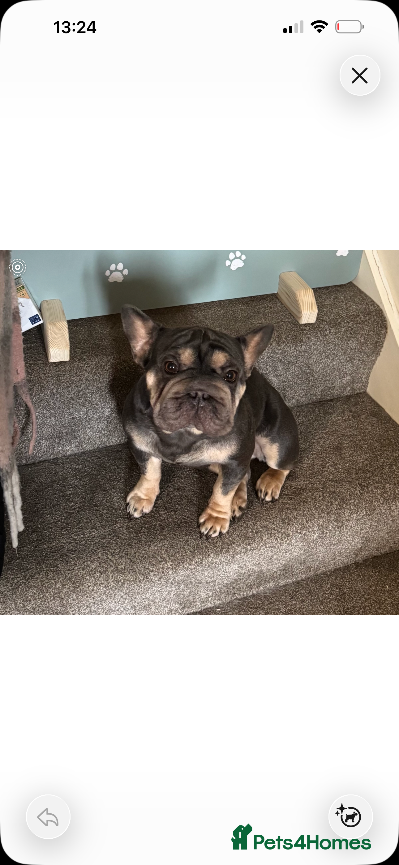 French Bulldog dogs Frenchie needs new loving home  - Advert 4