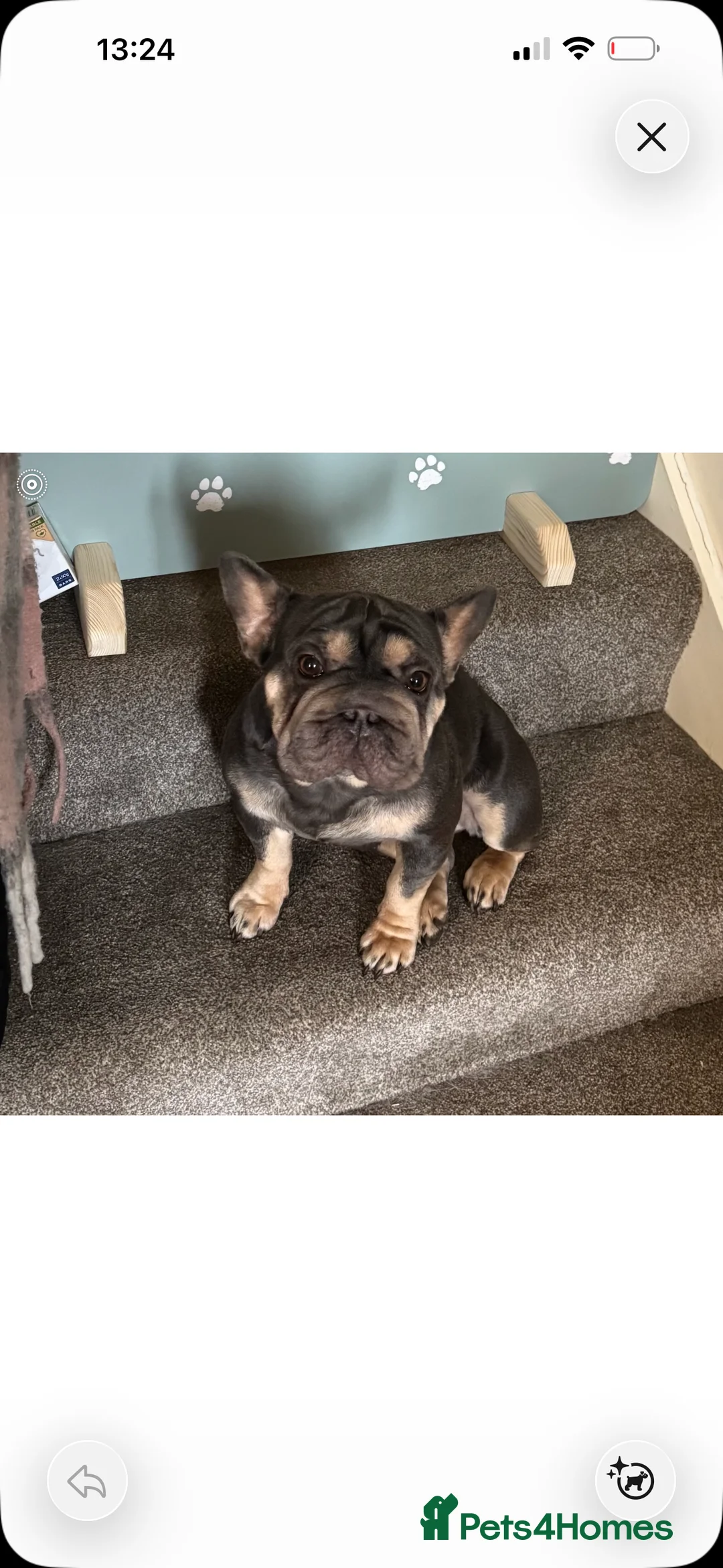 French Bulldog dogs for sale: Frenchie needs new loving home  - Advert 1