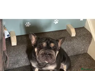 French Bulldog dogs Frenchie needs new loving home - Advert 1