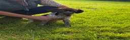 Mixed Breed dogs for sale: ONE GIRL LEFT GWP X WEIMSKY READY TO GO - Advert 6