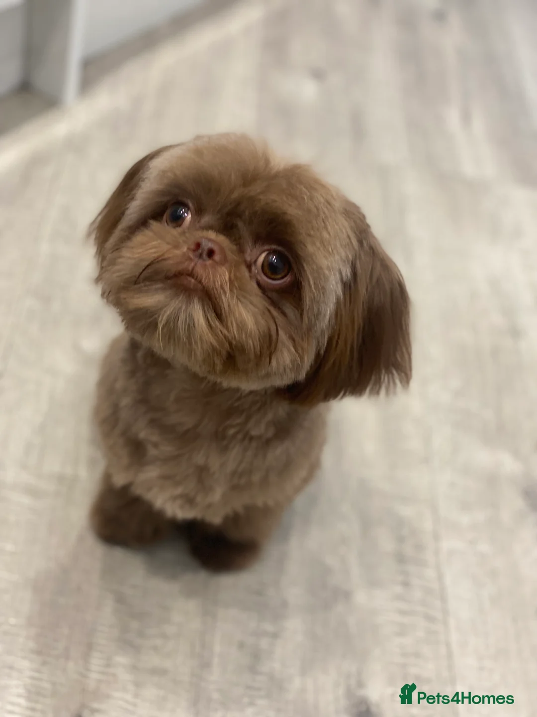 Shih Tzu dogs for stud: Chocolate Brown Imperial Shih Tzu Stud - Advert 10