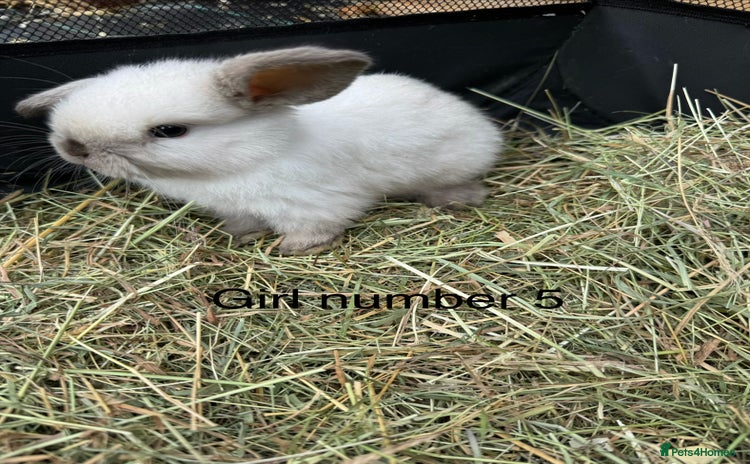 Mini Lop rabbits - Advert 1