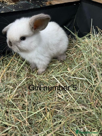 Mini Lop rabbits - Advert 4