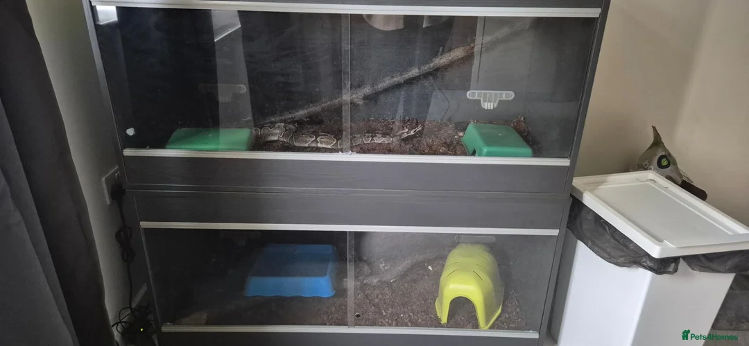 Python Snake reptiles for sale: 2 ball pythons - Advert 27