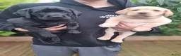 Labrador Retriever dogs for sale: 4 beautiful labrador puppies 1 dog ,3 bitches - Advert 14