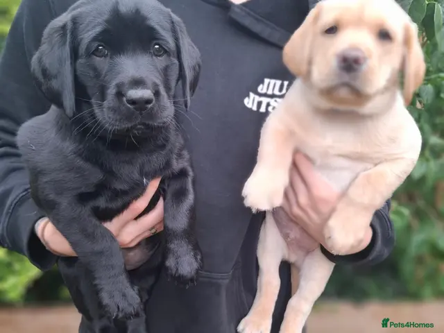Labrador Retriever dogs for sale: 4 beautiful labrador puppies 1 dog ,3 bitches - Advert 6